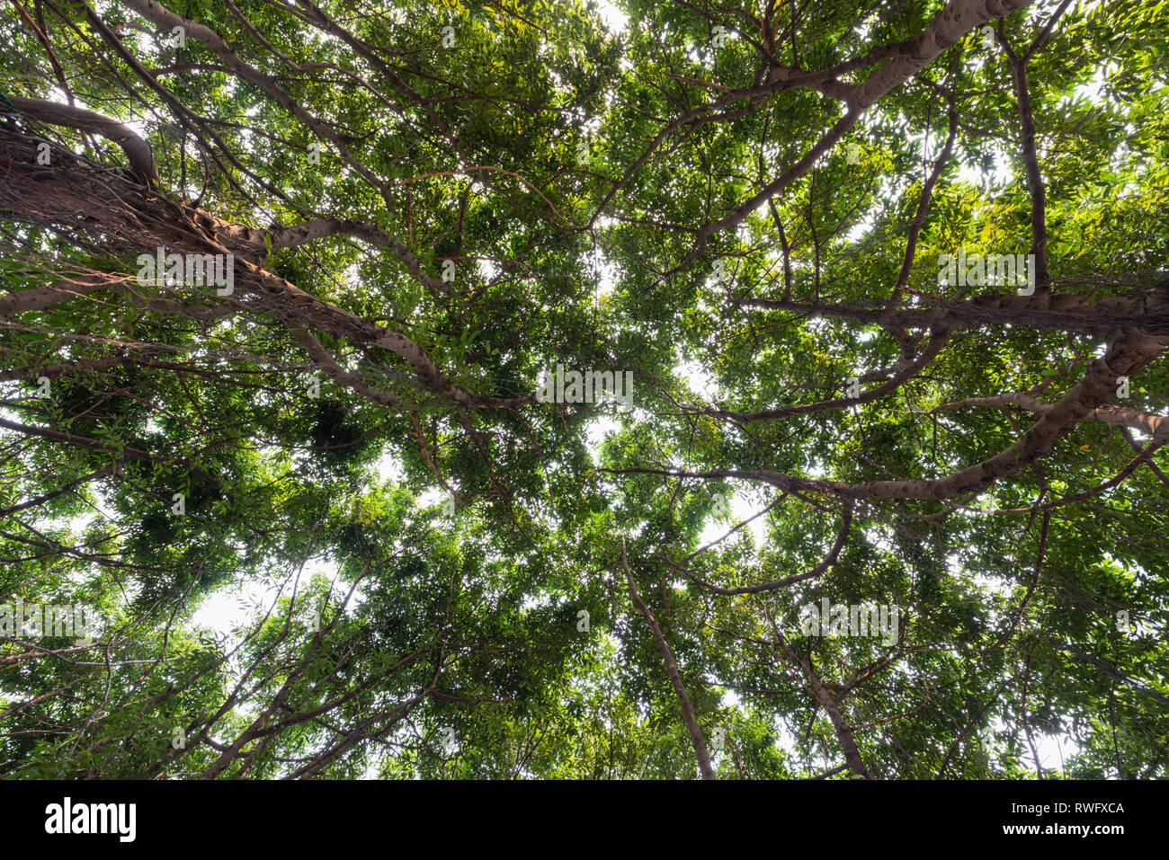 Close-up view of the old and big tree, from down to the treetop with green leaves. Sunlight through the branchwork of forest near beach. Stock Photo