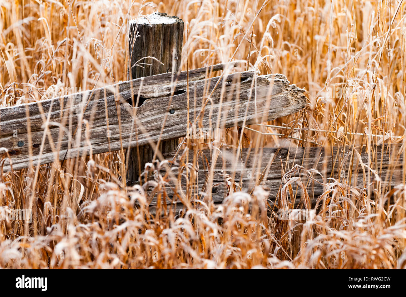 Split rail fence in autumn grasses with frost, near Fergus, Ontario, Canada Stock Photo