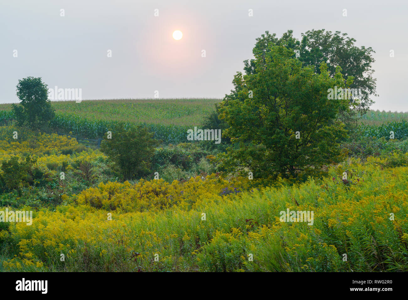 Sun rises through mist with goldenrod and vetch at edge of corn crop. Nr Elora, Ontario, Canada Stock Photo