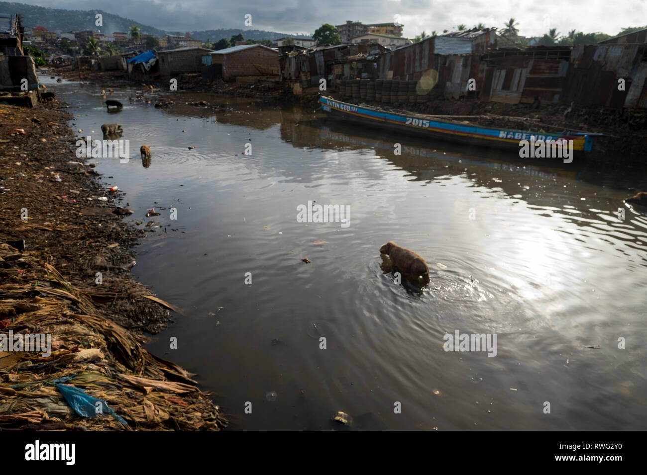 Kroo Bay, one of the worst slums in Freetown, Sierra Leone. A polluted canal with pigs. Stock Photo