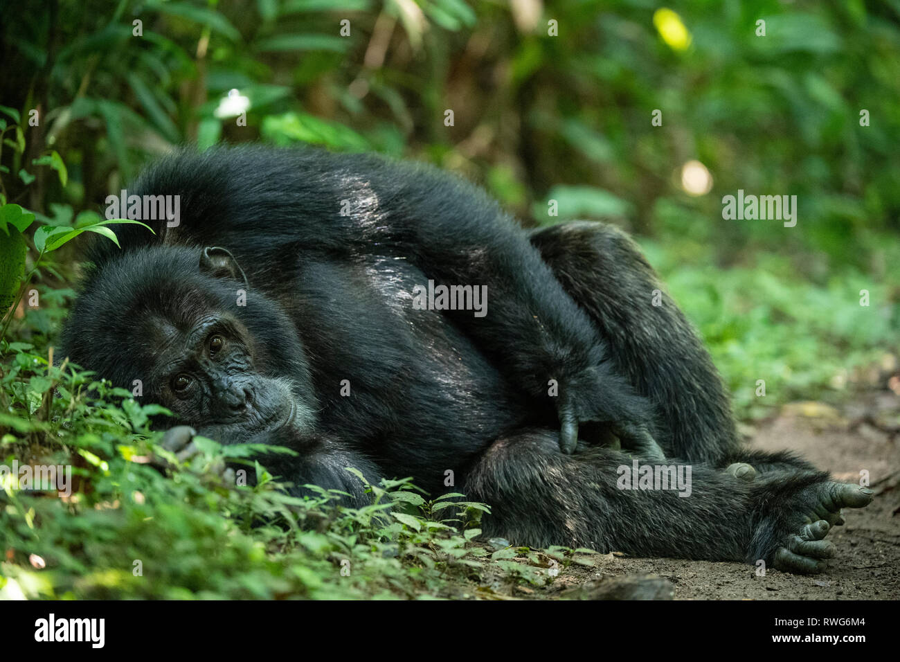Chimpanzee, Pan troglodytes, Kibale Forest National Park, Uganda Stock Photo