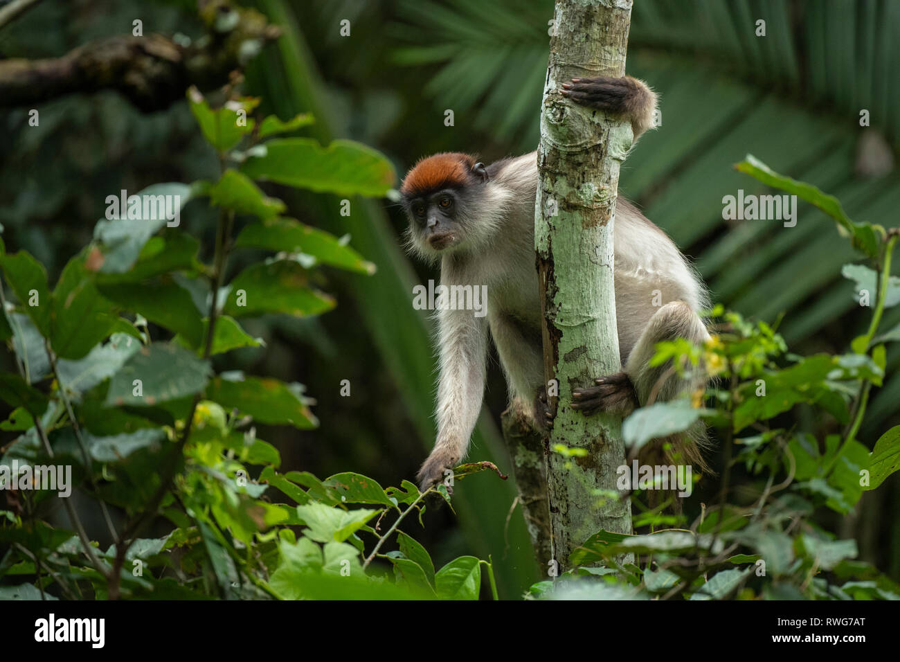 Ugandan red colobus, Procolobus tephrosceles, Kibale Forest National Park, Uganda Stock Photo