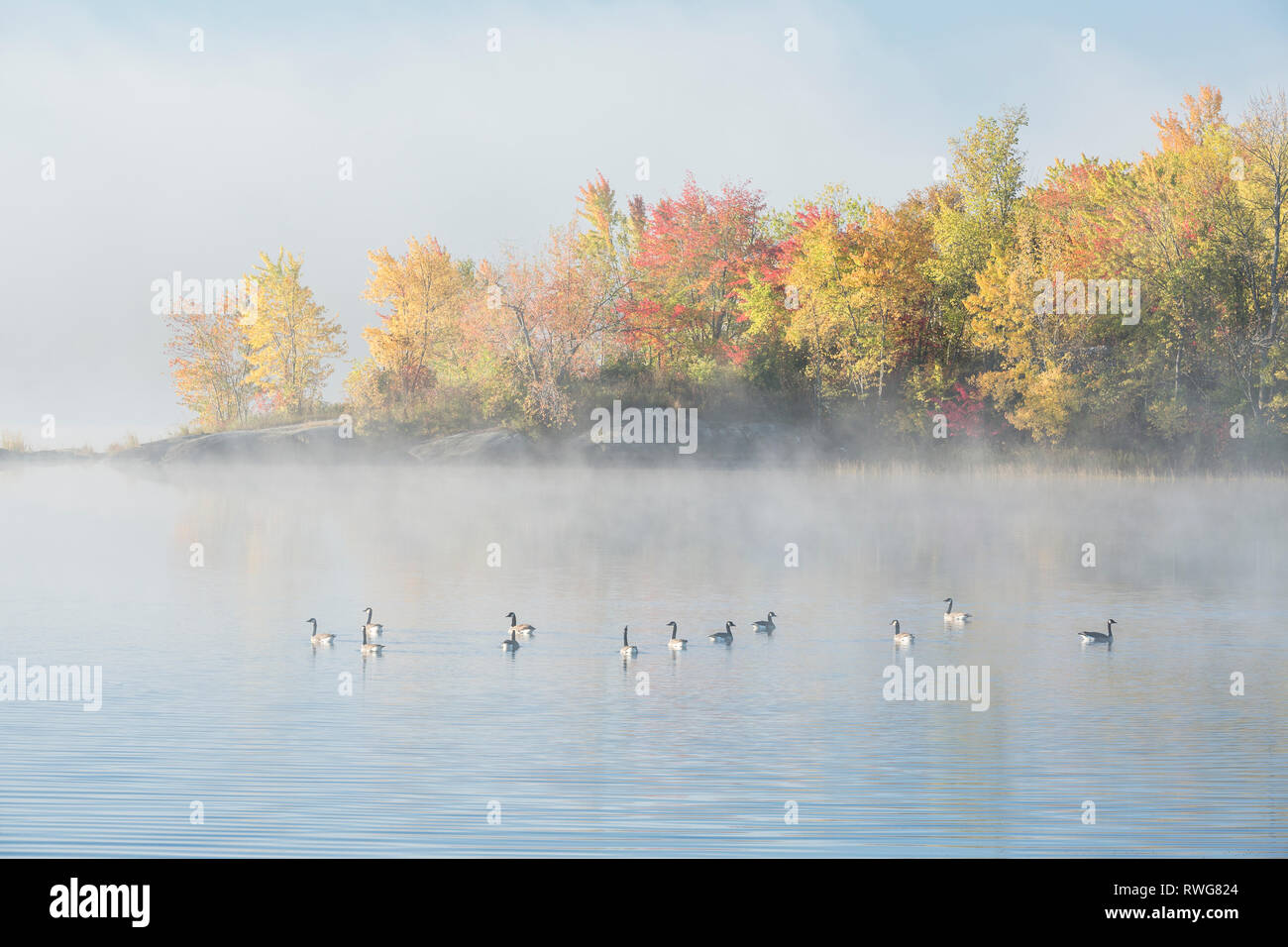 Canada Geese on foggy autumn morning Vermilion River, Whitefish, City of Greater Sudbury, Ontario. Stock Photo
