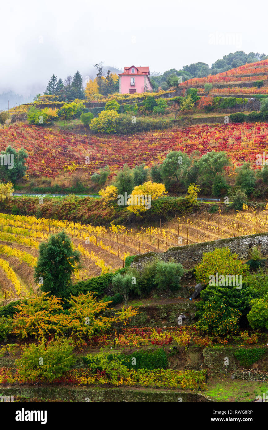 PORTO, PORTUGAL - NOVEMBER 2018: Fall colors dominate these vineyards in the Vila Real district outside the city of Porto, Portugal's wine capital. Stock Photo