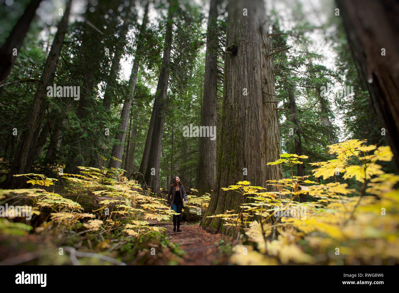 Hiking in old growth cedar forest in Kokanee Park, BC, Canada Stock Photo