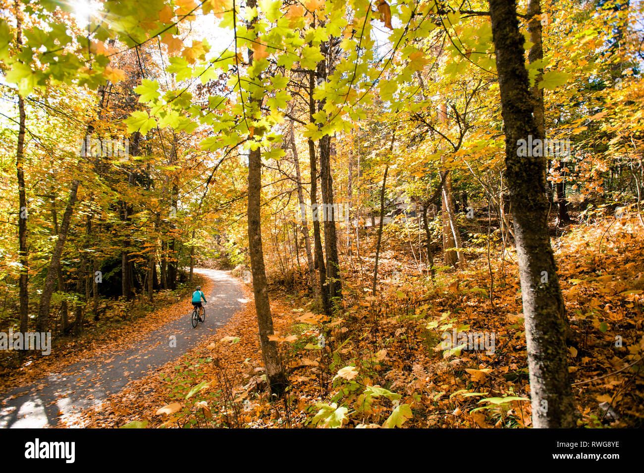 Cycling road trees hires stock photography and images Alamy