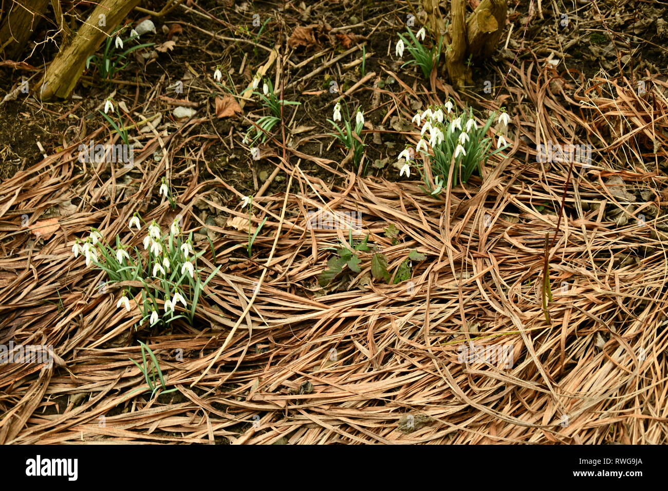 Snowdrops popping out of the ground its springtime! Stock Photo Alamy