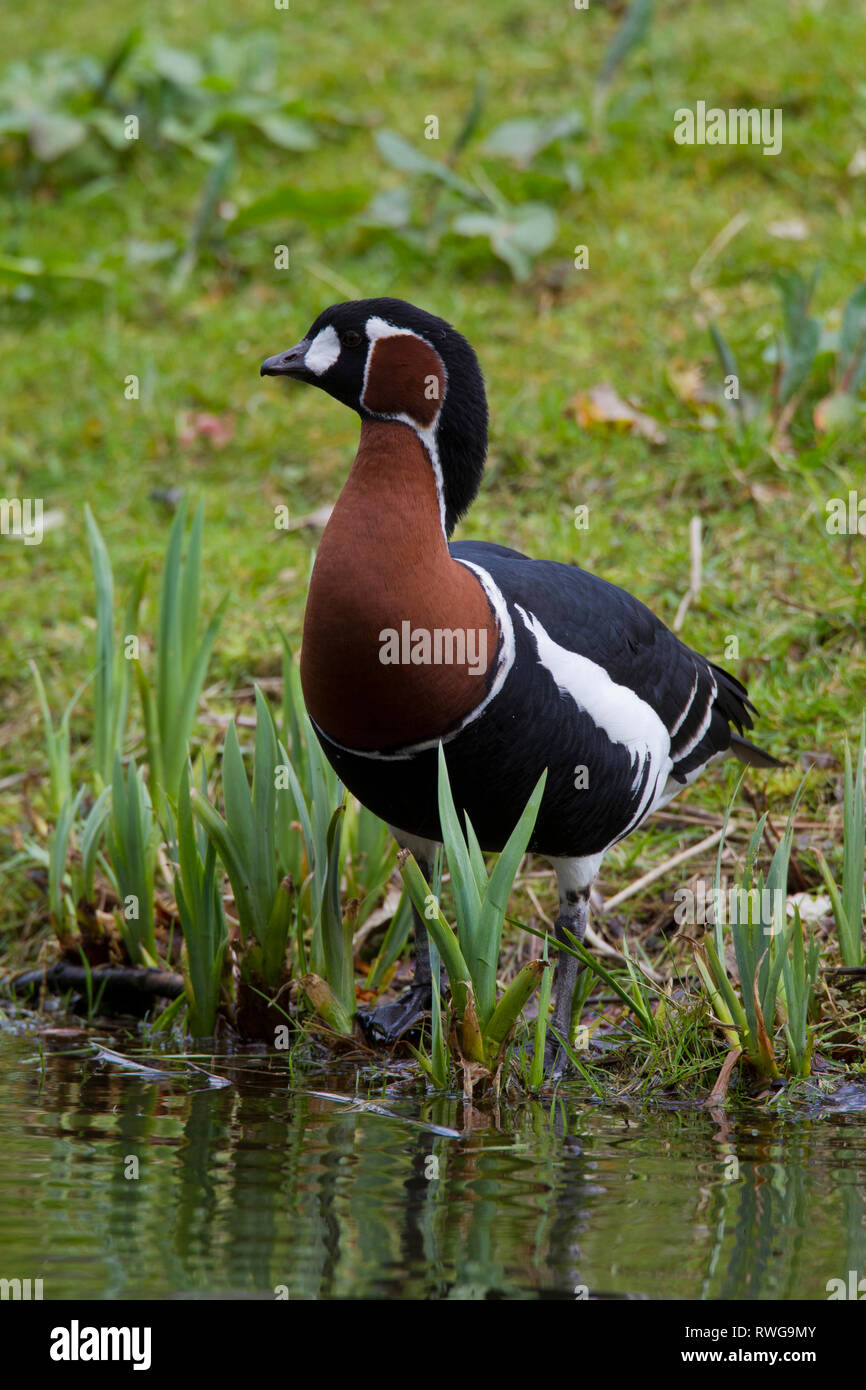 Red-breasted Goose (Branta ruficollis). Adult standing at the waters edge. Germany Stock Photo