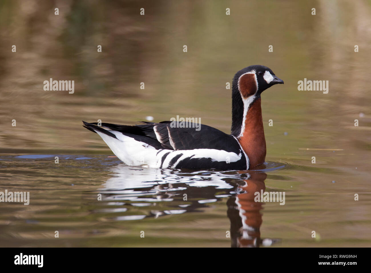 Red-breasted Goose (Branta ruficollis). Adult swimming. Germany Stock Photo