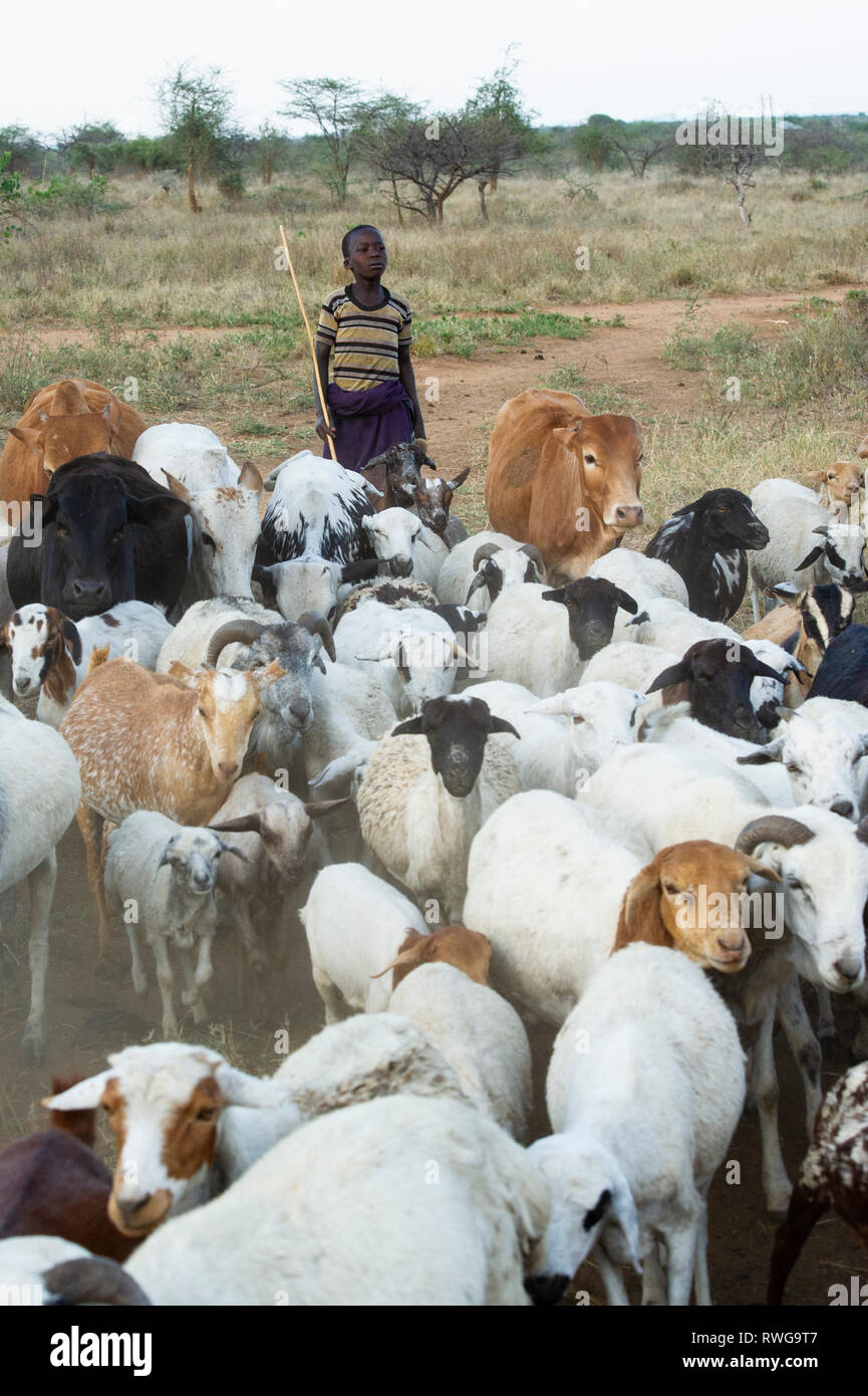 Karamojong boy herding livestock to the village, northern Uganda Stock Photo