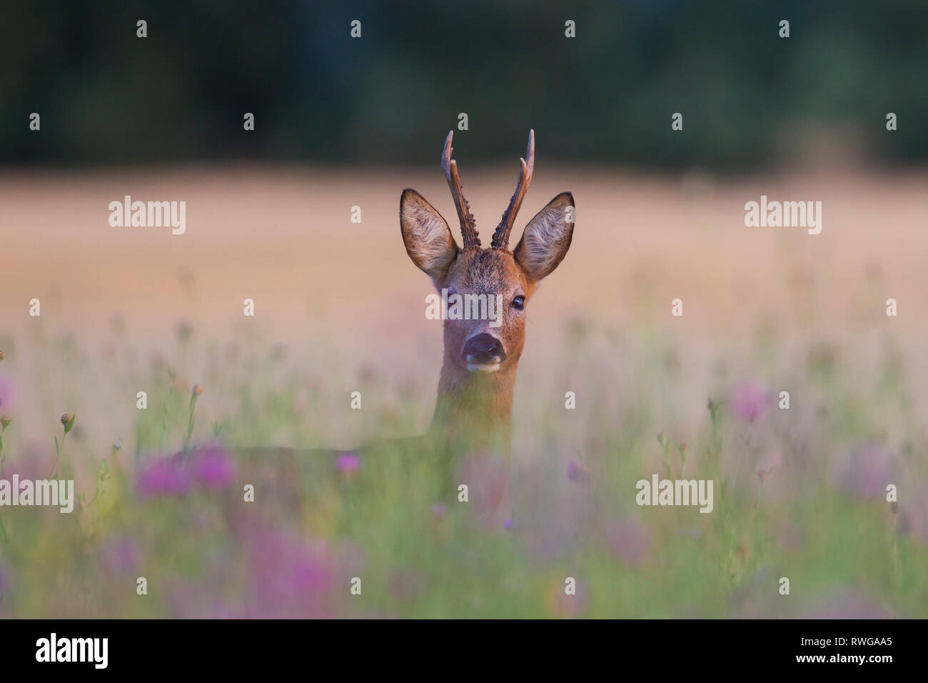 European Roe Deer (Capreolus capreolus). Buck standing in a flowering meadow. Germany Stock Photo