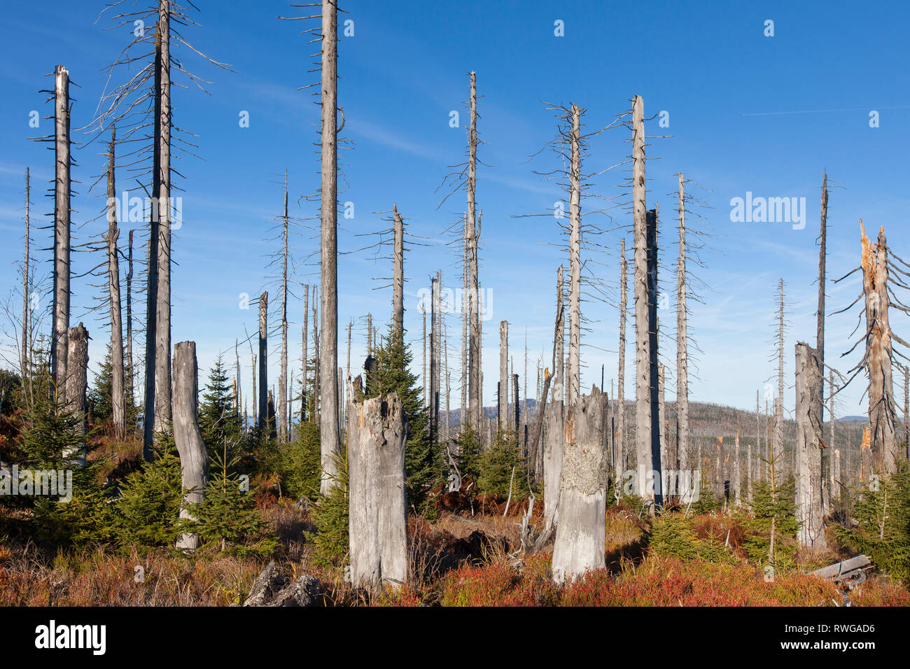 Acid rain forest europe hi-res stock photography and images - Alamy