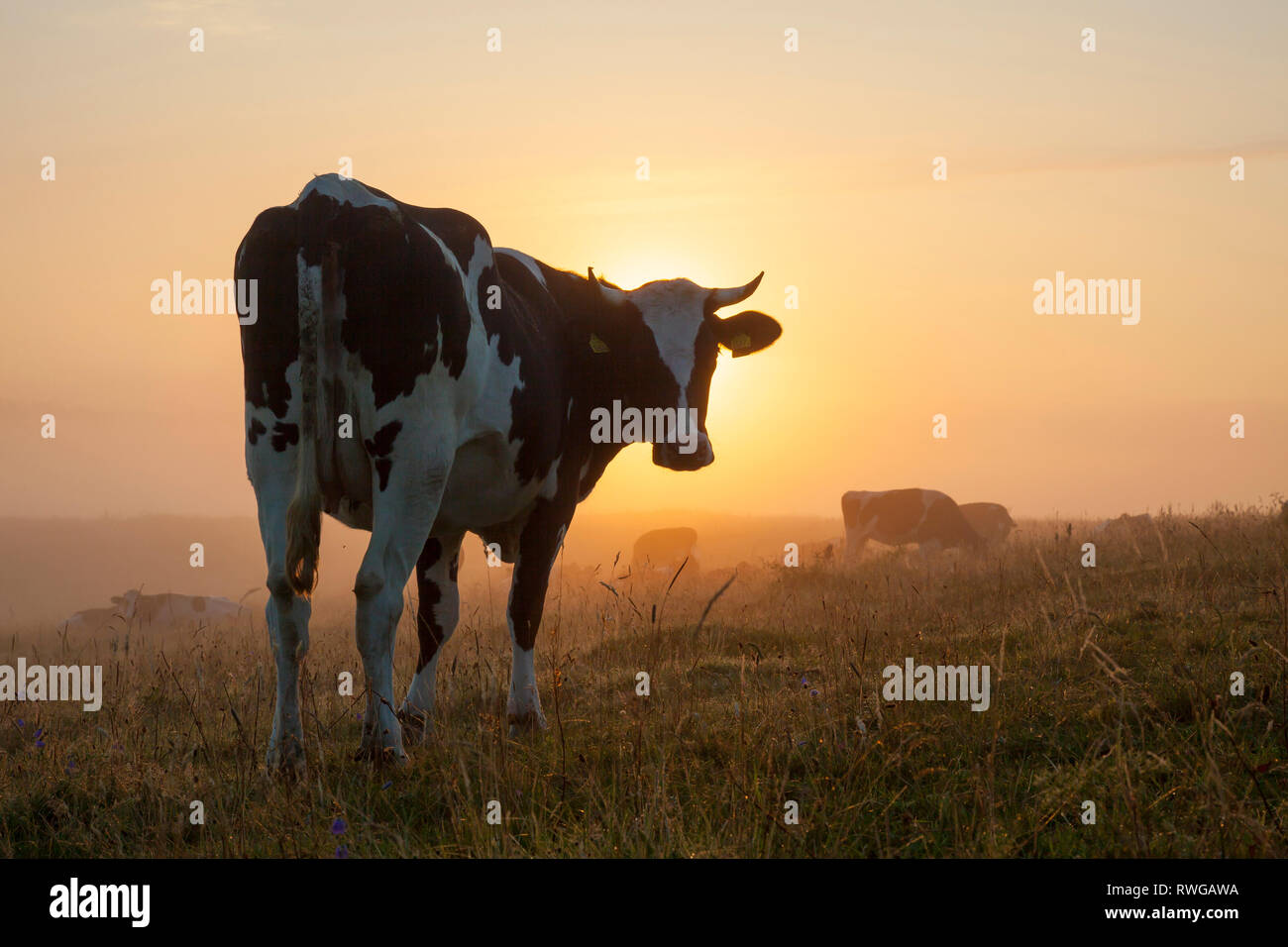 Domestic Cattle. Cows on a meadow, standing in morning mist. Scania, Sweden Stock Photo