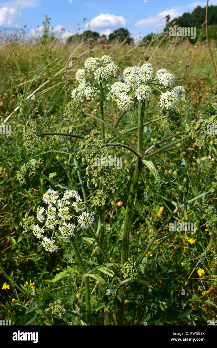 Common Hogweed (Heracleum sphondylium), Plant with flowering umbels and fruit on a meadow. Germany Stock Photo