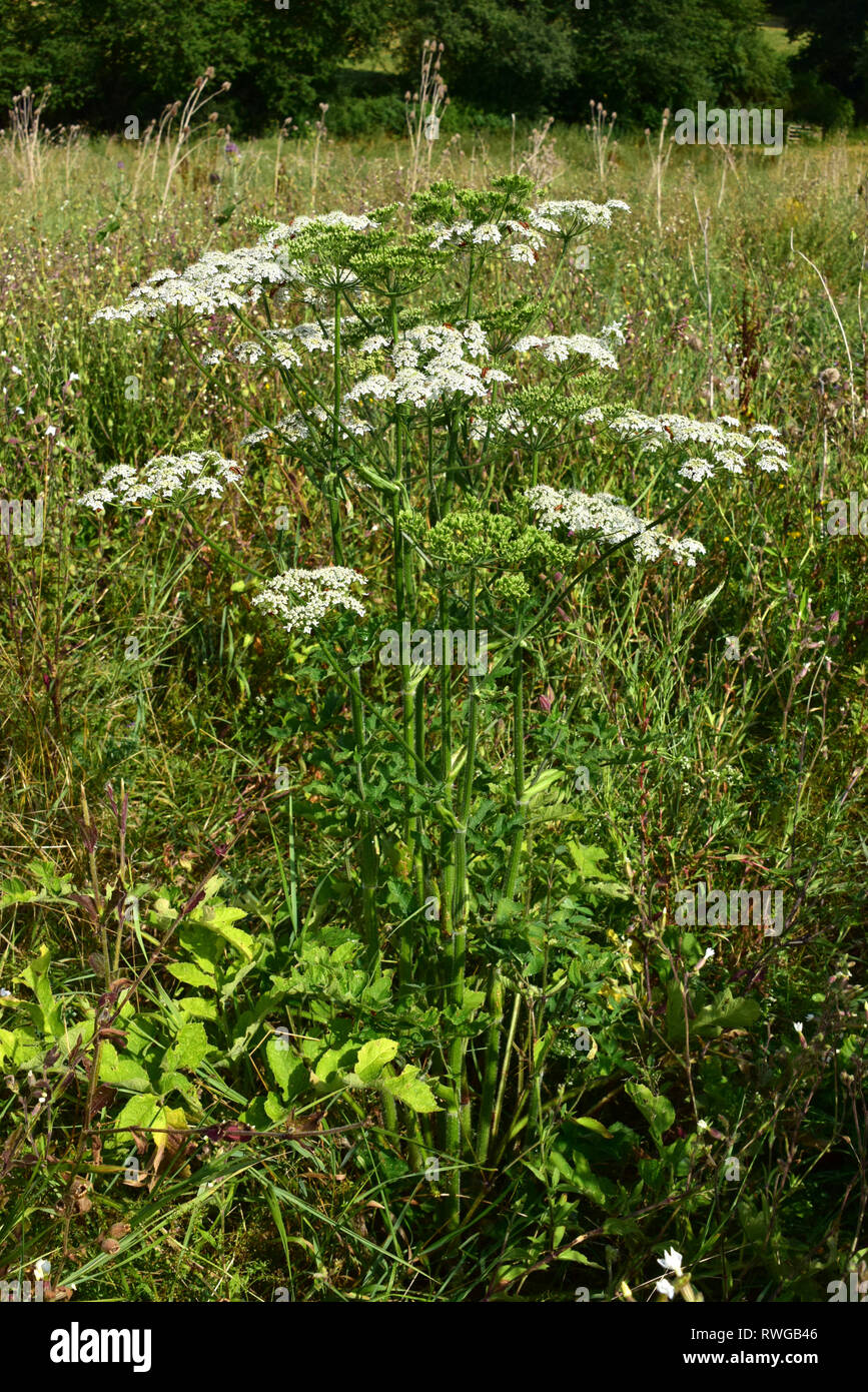 Common Hogweed (Heracleum sphondylium), Plant flowering on a meadow. Germany Stock Photo