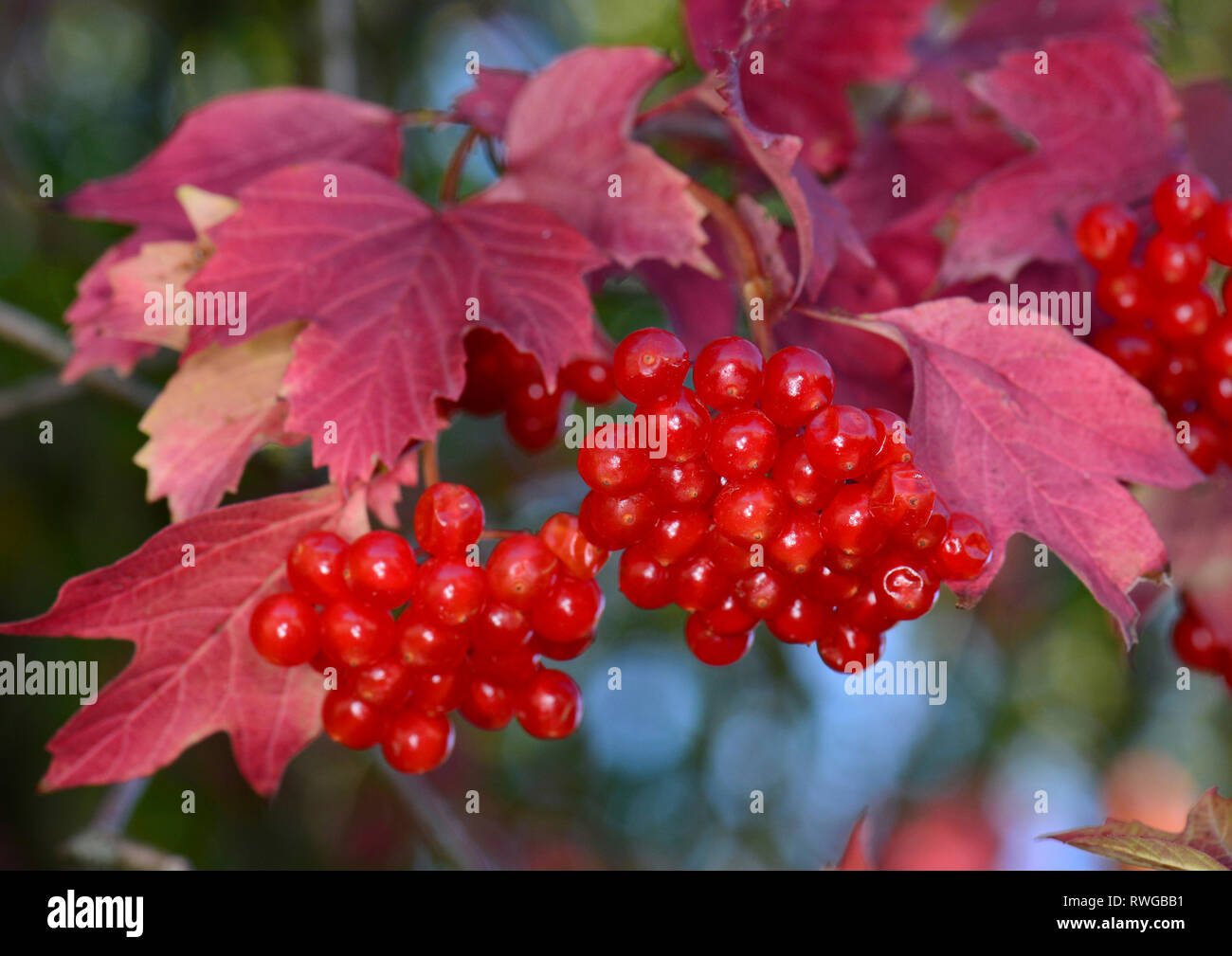 European Cranberry Bush, Snowball Tree, Guelder Rose (Viburnum opulus). Twig with ripe berries in autumn, Germany Stock Photo