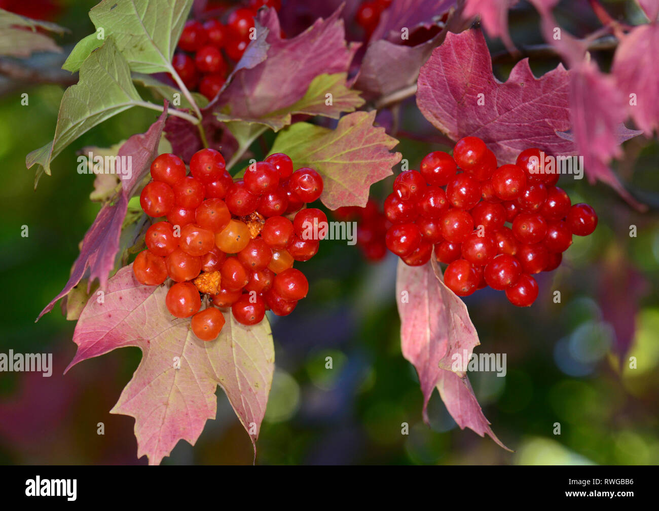 European Cranberry Bush, Snowball Tree, Guelder Rose (Viburnum opulus). Twig with ripe berries in autumn, Germany Stock Photo