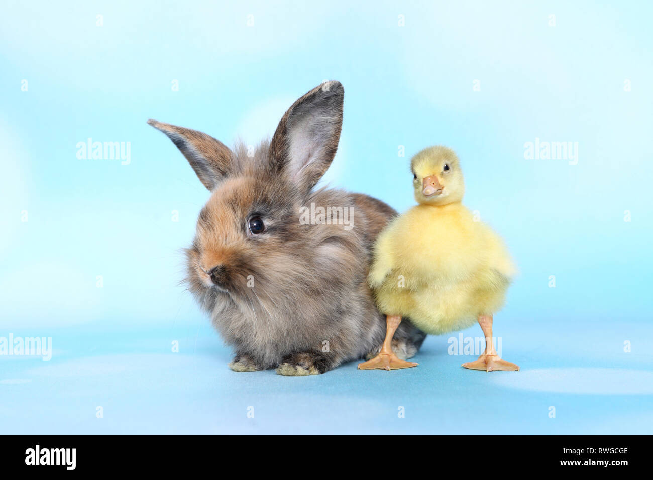 Domestic Goose. Gosling standing next to adult Dwarf Rabbit. Studio picture, seen against a light blue background. Germany Stock Photo