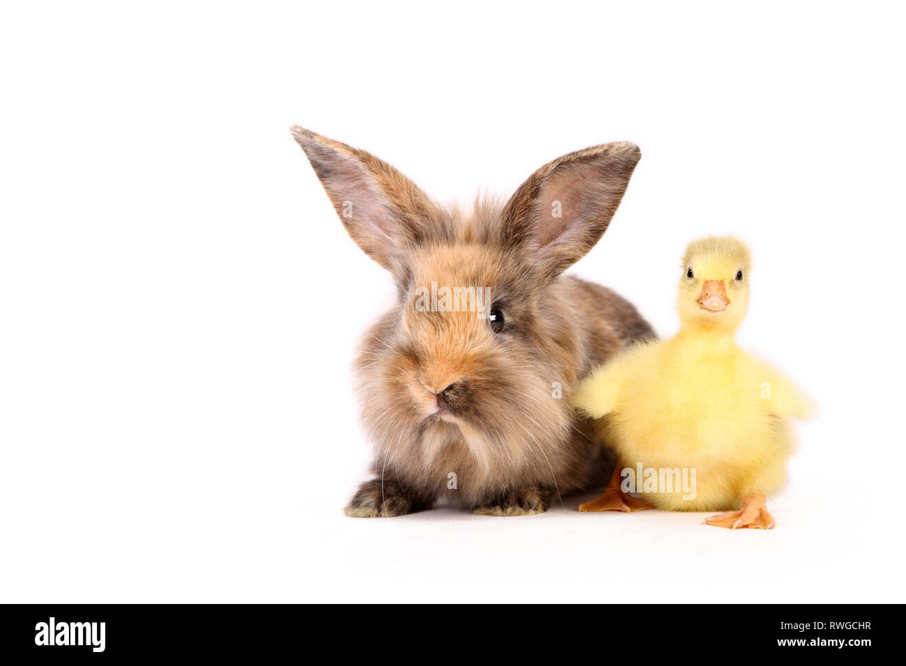 Domestic Goose. Gosling sitting next to adult Dwarf Rabbit. Studio picture, seen against a white background. Germany Stock Photo