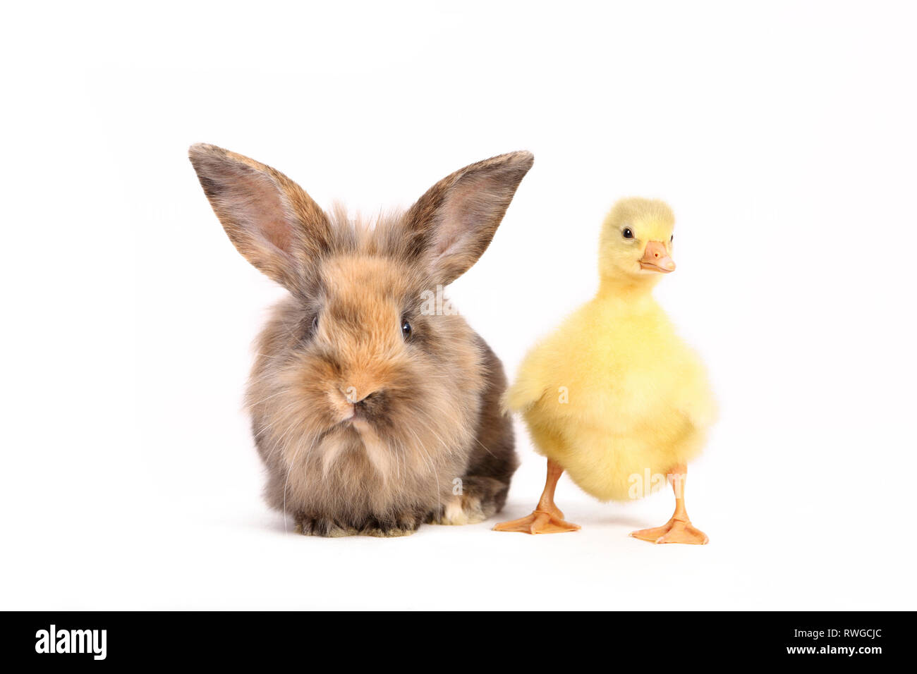 Domestic Goose. Gosling standing next to adult Dwarf Rabbit. Studio picture, seen against a white background. Germany Gans & Kaninchen / goose & rabbit Stock Photo