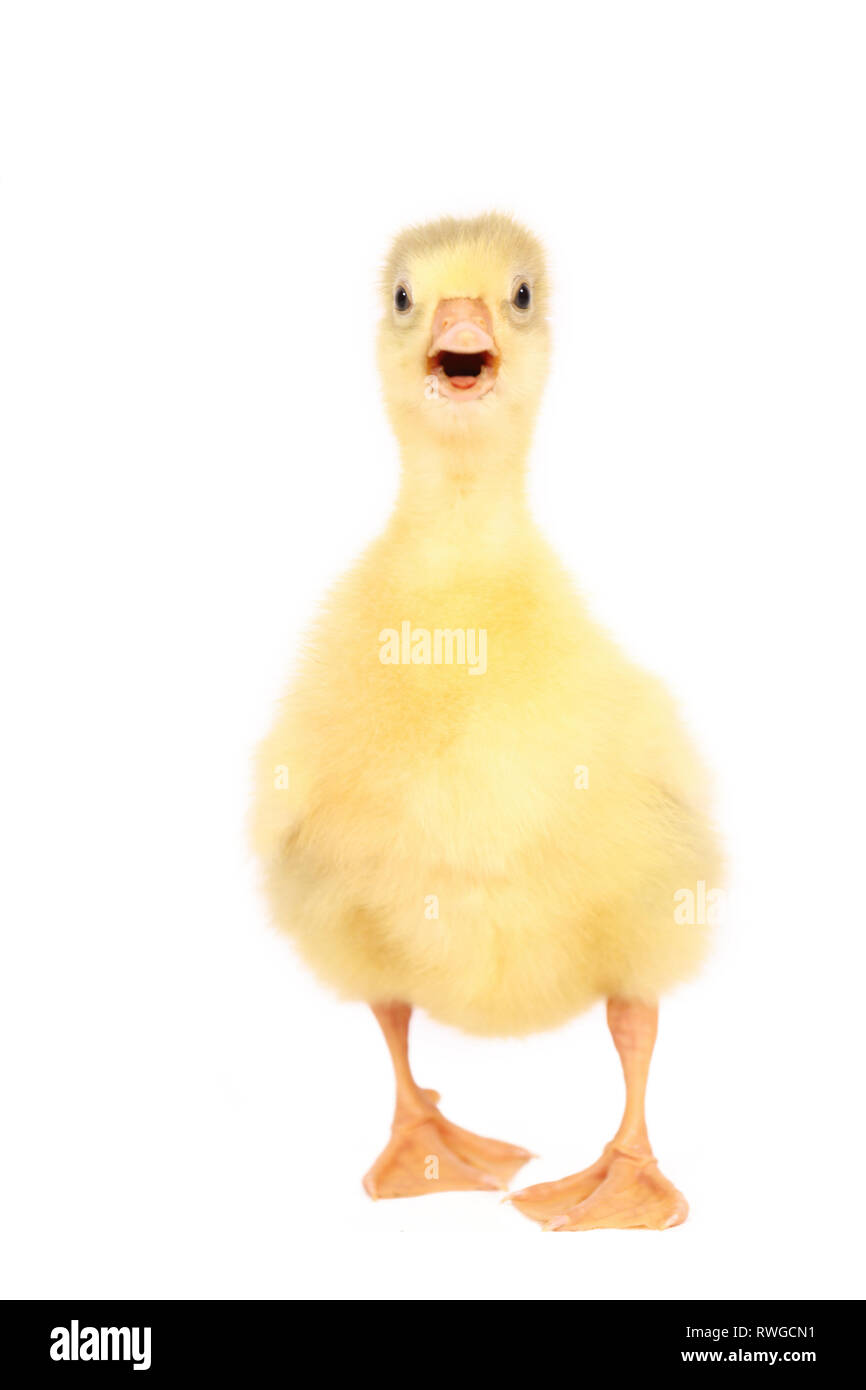 Domestic Goose. Gosling standing, seen head-on. Studio picture, seen against a white background. Germany Stock Photo
