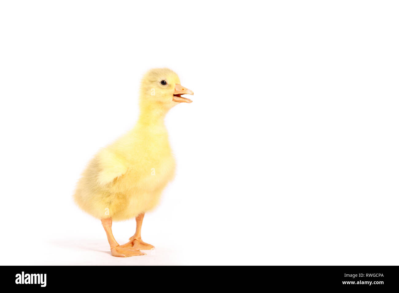Domestic Goose. Gosling standing. Studio picture, seen against a white
