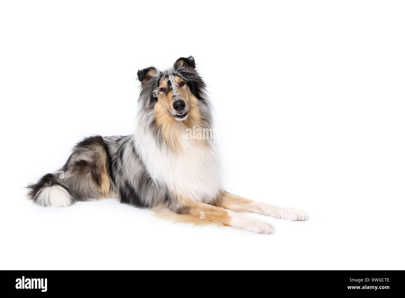 American Collie, Long-haired Collie. Male lying. Studio picture against a white background. Germany Stock Photo