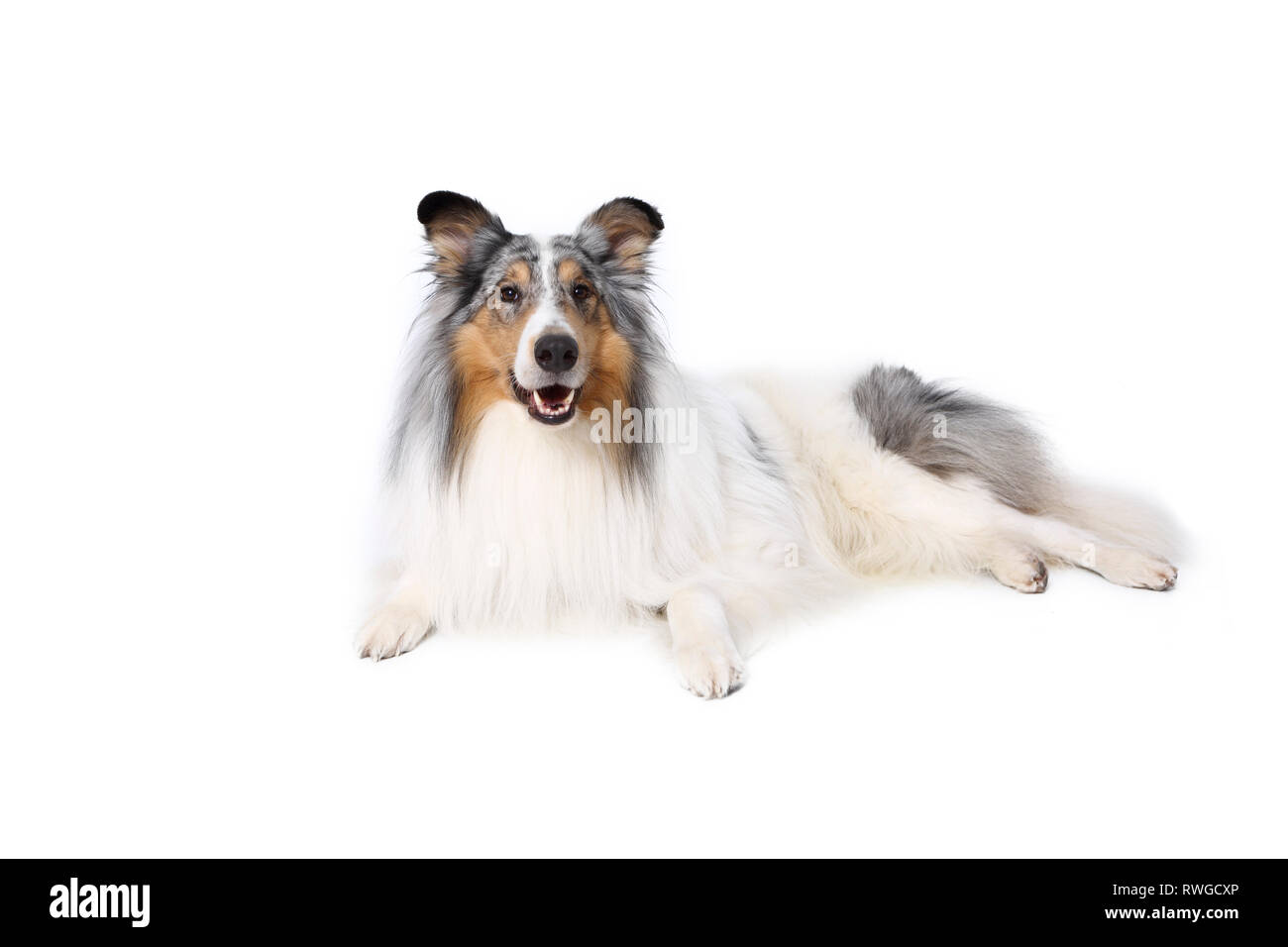 American Collie, Long-haired Collie. Male lying. Studio picture against a white background. Germany Stock Photo