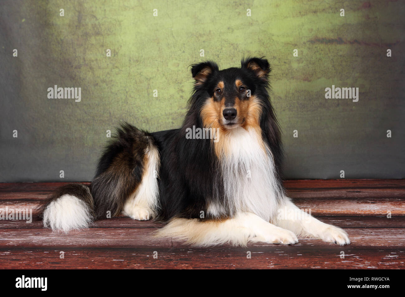 American Collie, Long-haired Collie. Male lying. Studio picture. Germany Stock Photo