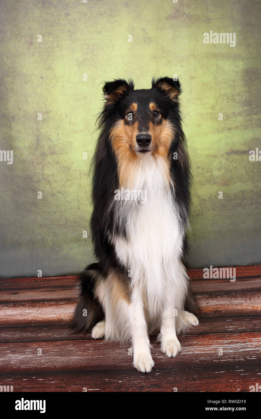 American Collie, Long-haired Collie. Male sitting. Studio picture. Germany Stock Photo