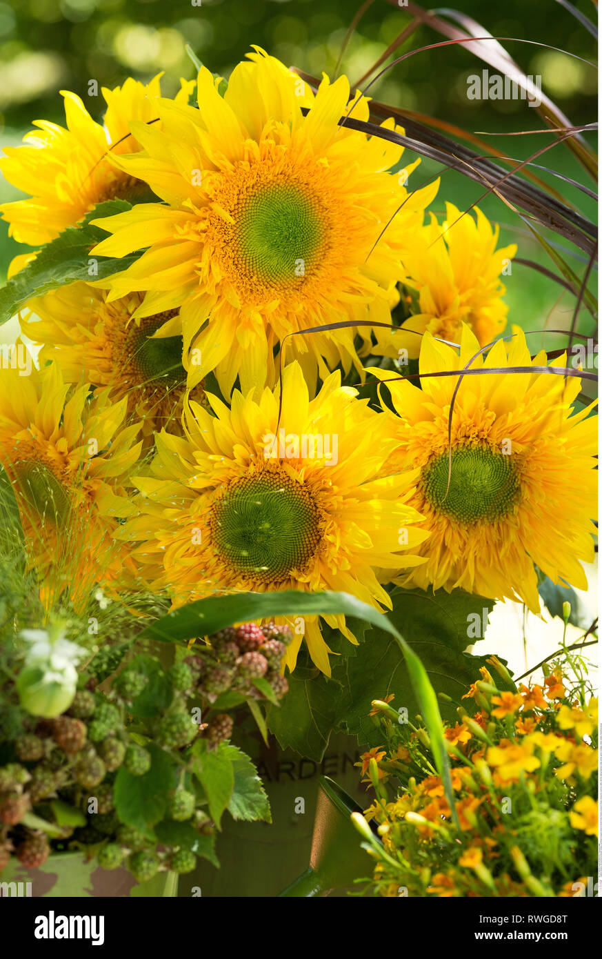 botany, sunflower bouquet, Caution! For Greetingcard-Use / Postcard-Use In German Speaking Countries Certain Restrictions May Apply Stock Photo
