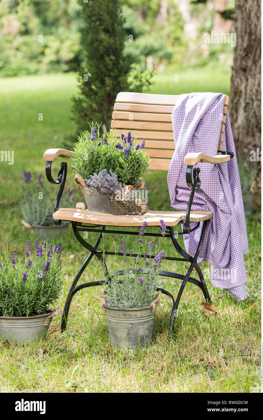 botany, wooden chair in the garden, lavender, Caution! For Greetingcard-Use / Postcard-Use In German Speaking Countries Certain Restrictions May Apply Stock Photo