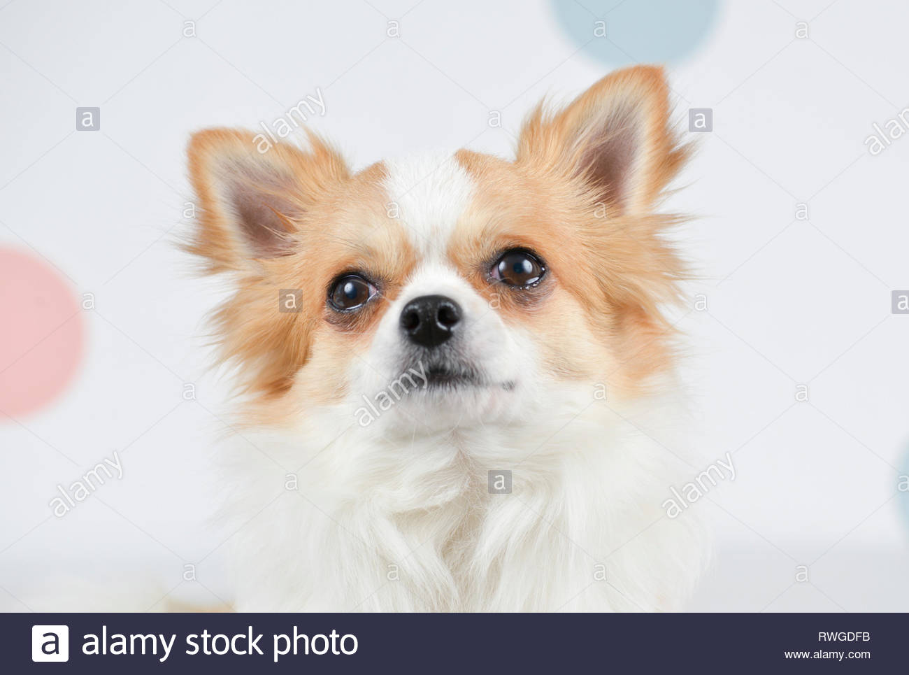 Chihuahua Portrait Of Adult Male Long Haired Brown And White