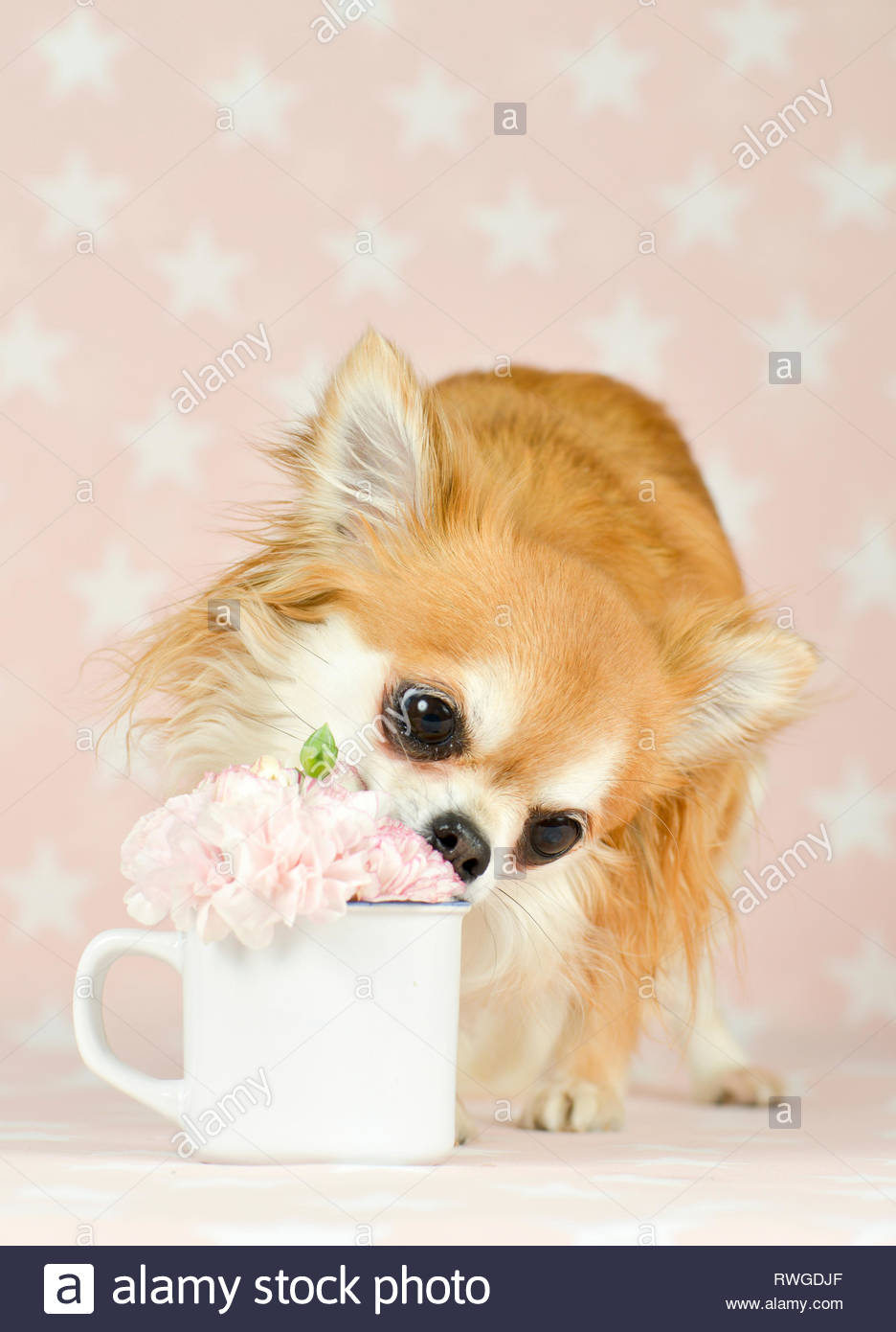 Chihuahua Adult Female Long Haired Red And White Standing
