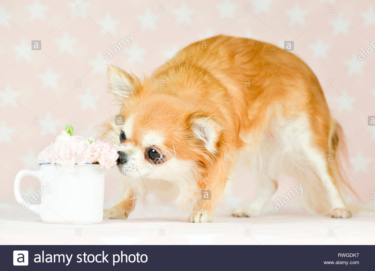 Chihuahua Adult Female Long Haired Red And White Standing