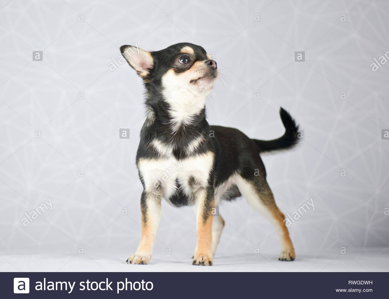 Short Haired Chihuahua Dog Stock Photos Short Haired Chihuahua