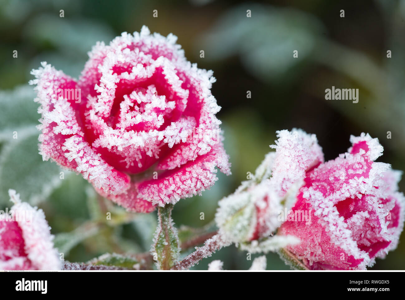 Bodendecker hi-res stock photography and images - Page 3 - Alamy