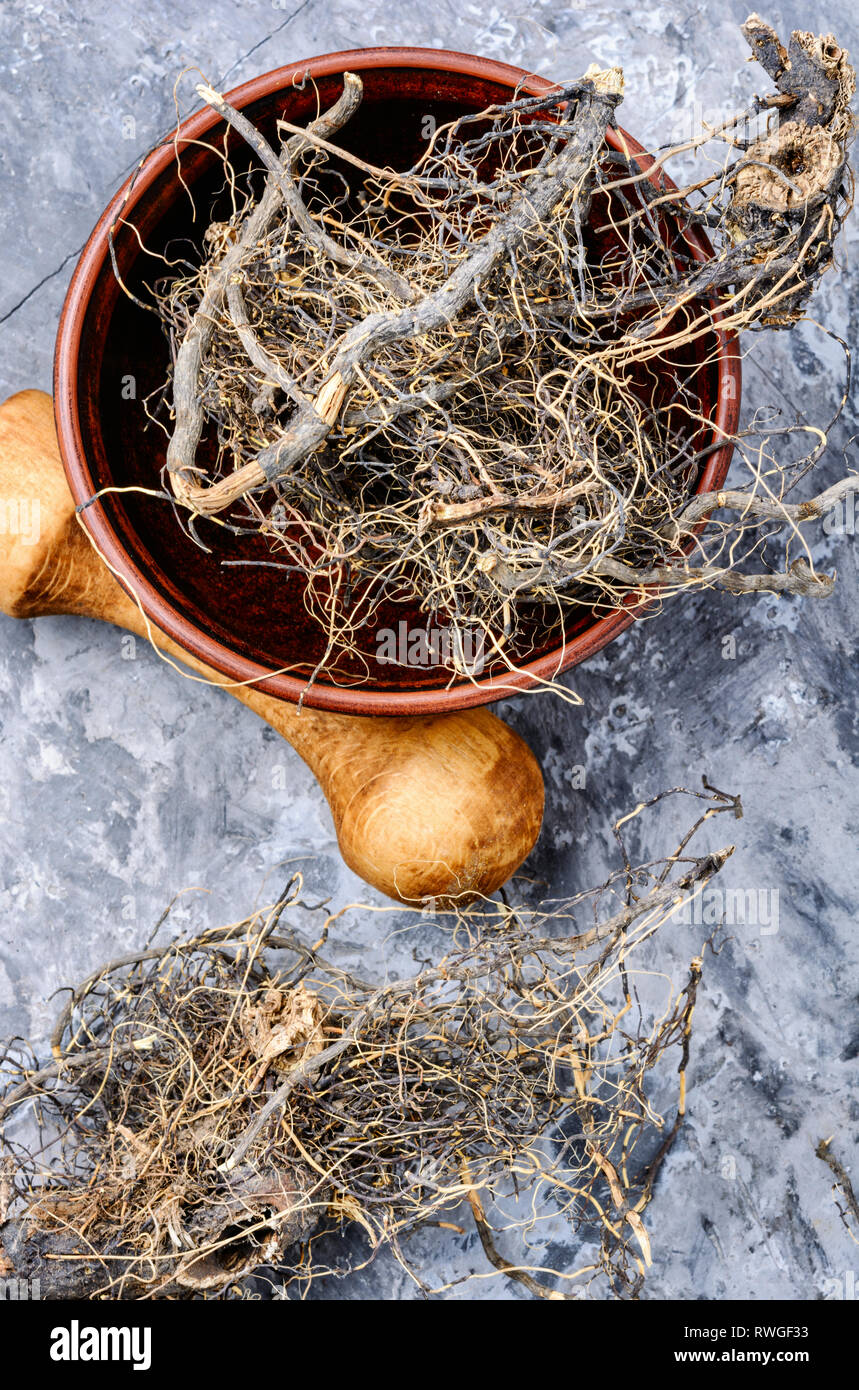 Maral root, medicinal plant of Siberian medicine.Medicinal plant Stock Photo