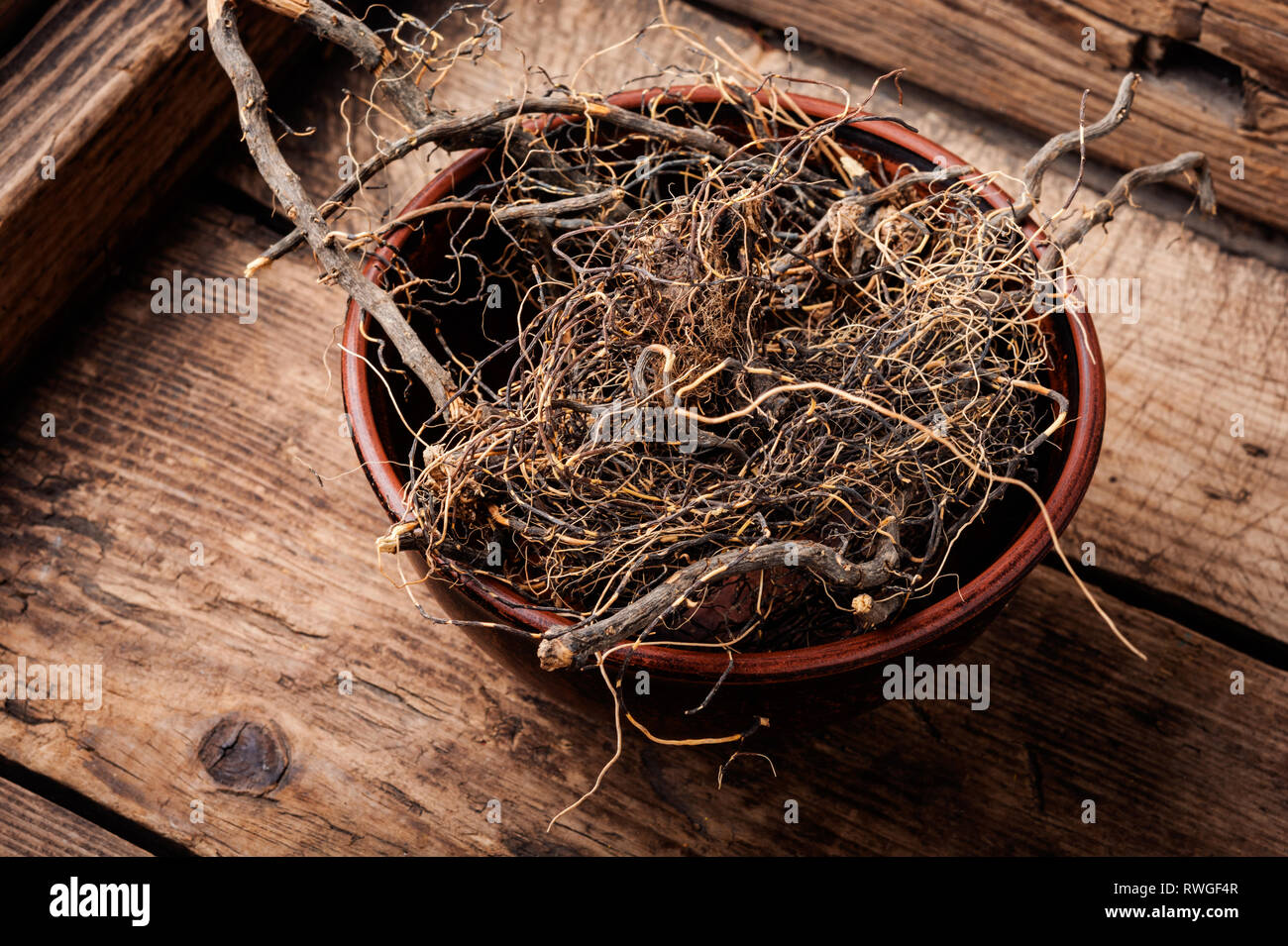 Maral root, medicinal plant of Siberian medicine.Dry roots.Herbal medicine Stock Photo
