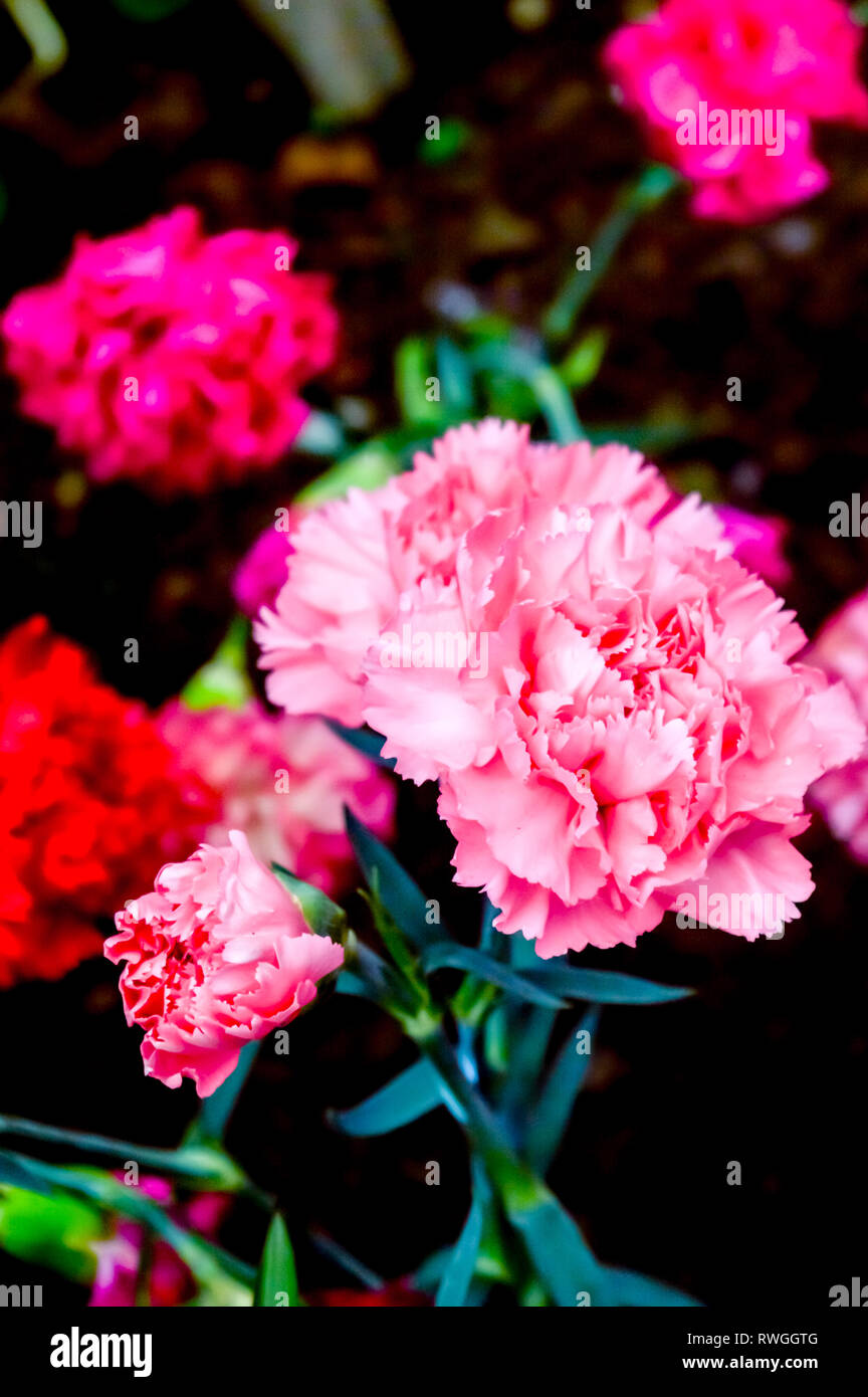 Dianthus caryophyllus, the carnation or clove pink is a species of