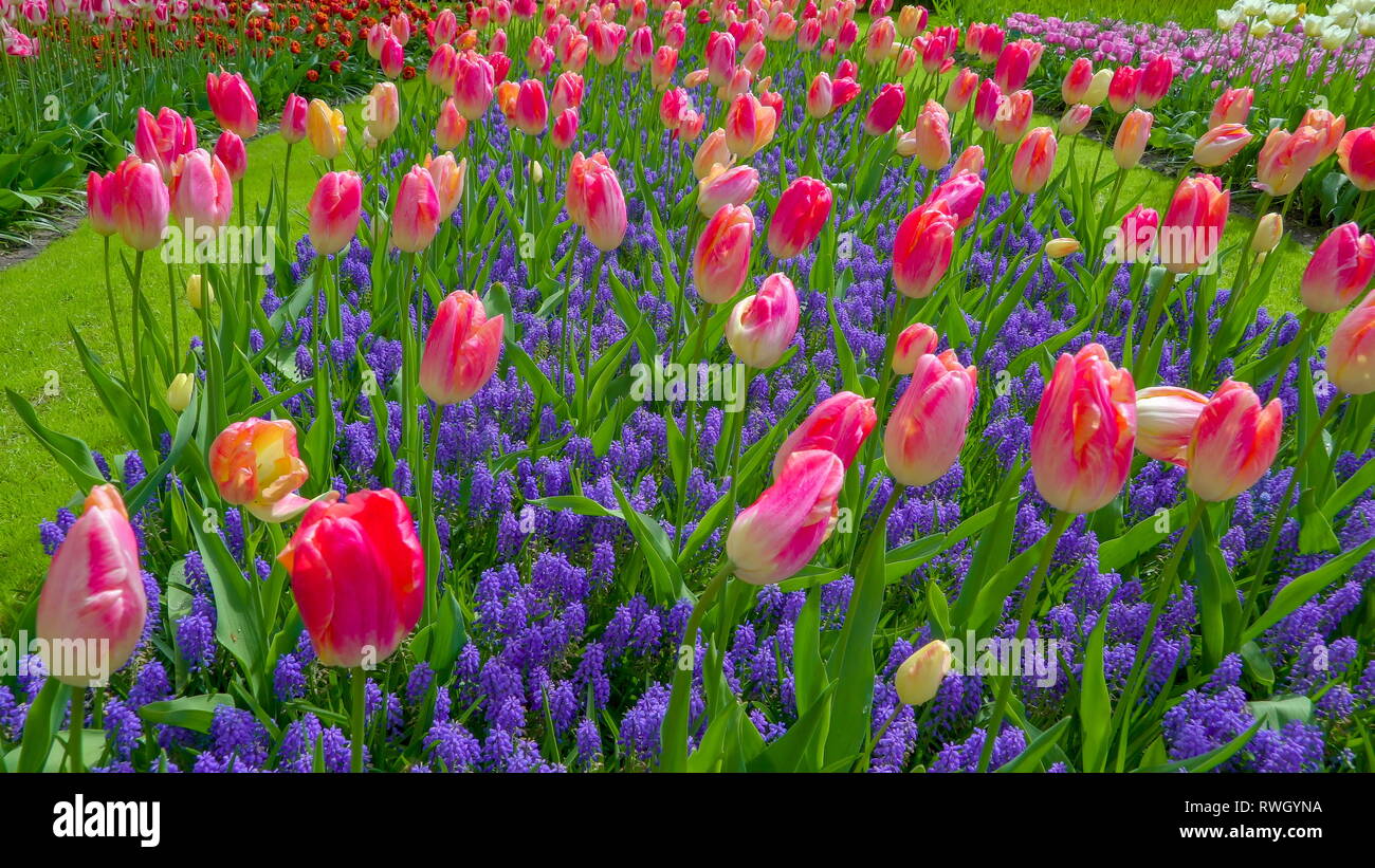 An array of pink tulips in the field during the spring season in ...