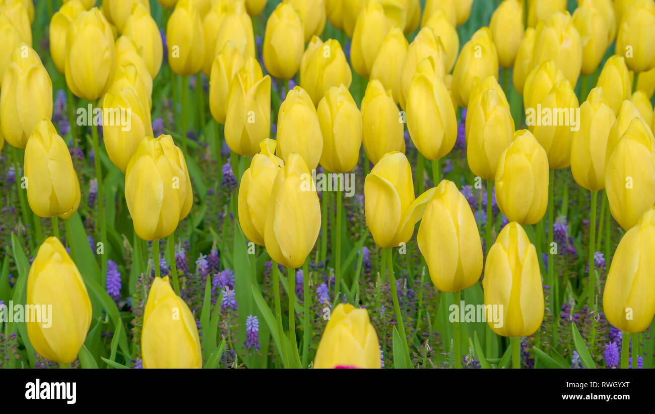 The bed of yellow tulip flowers in the garden taken on a spring season ...