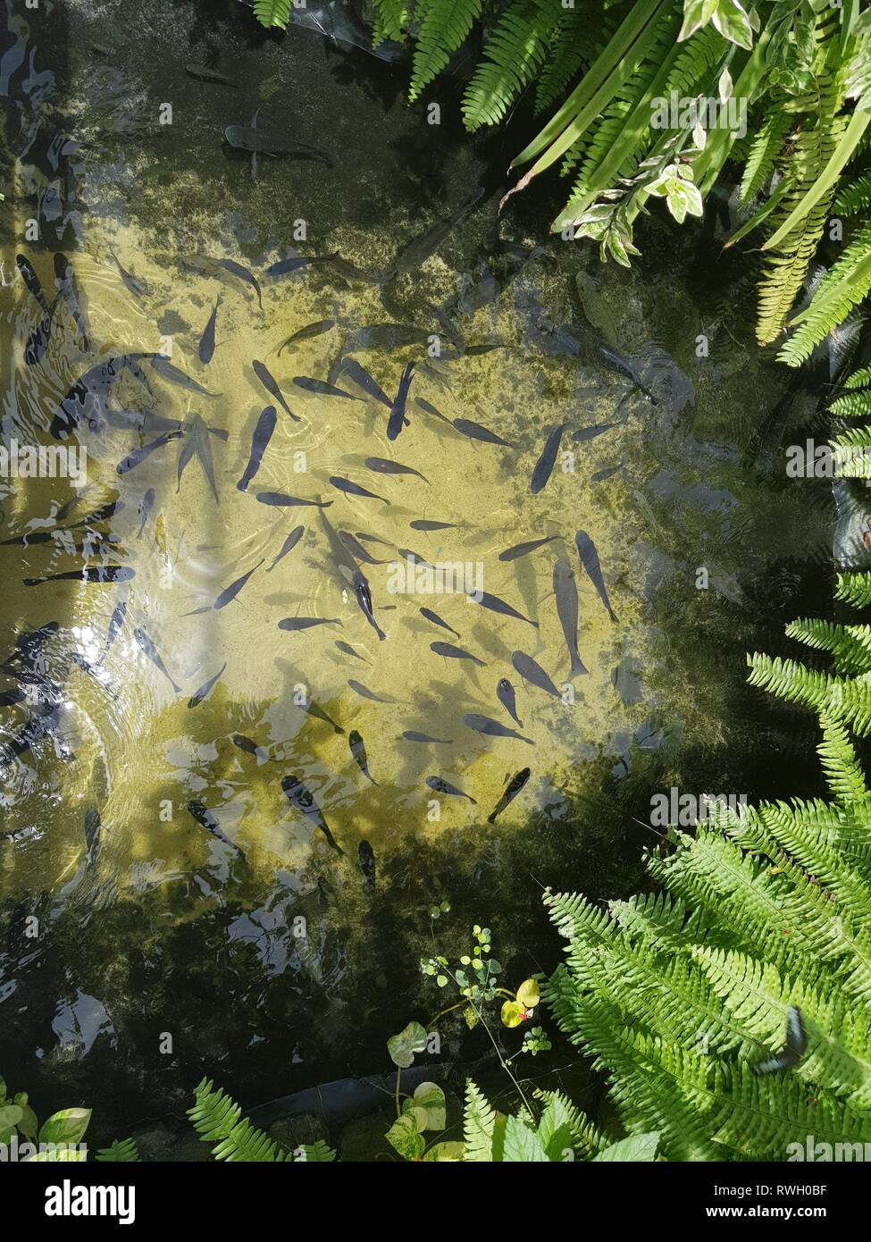 Kids and fishes hi-res stock photography and images - Alamy