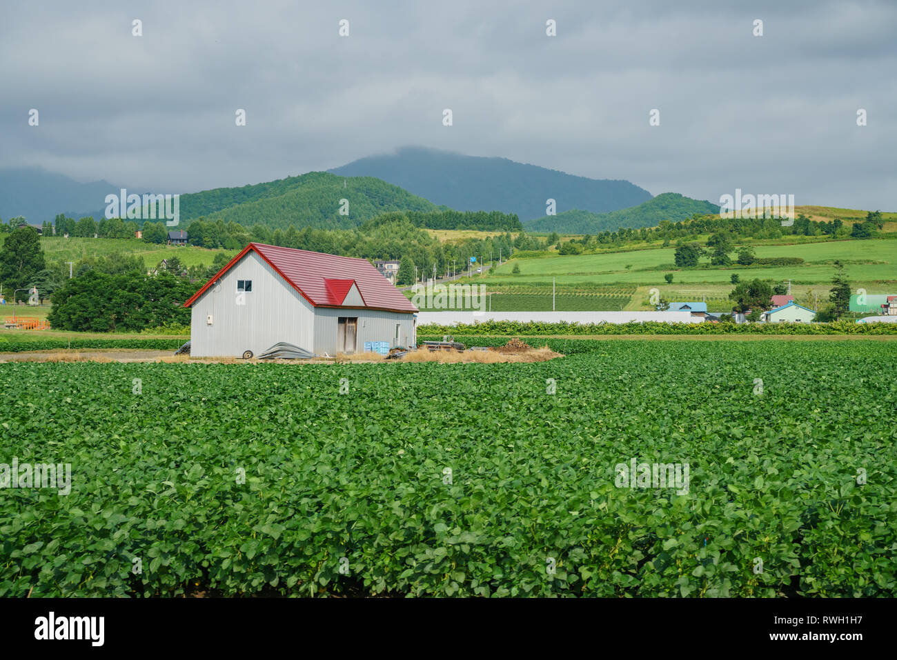 Morning sunny rural landscape with vegetable farm at Hokkaido, Japan