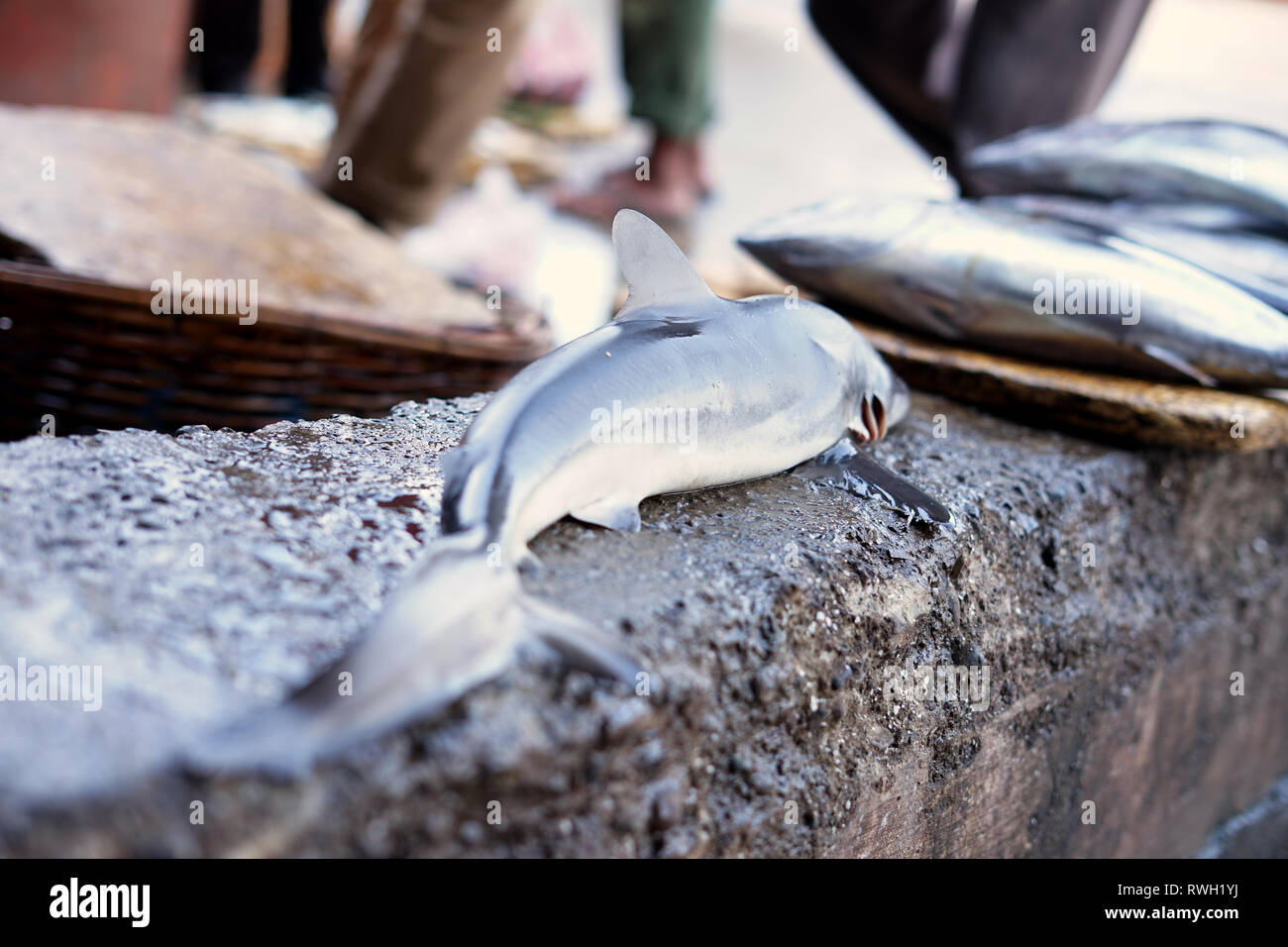 Baby Sharks for sale in Traditional Seafood market Stock Photo