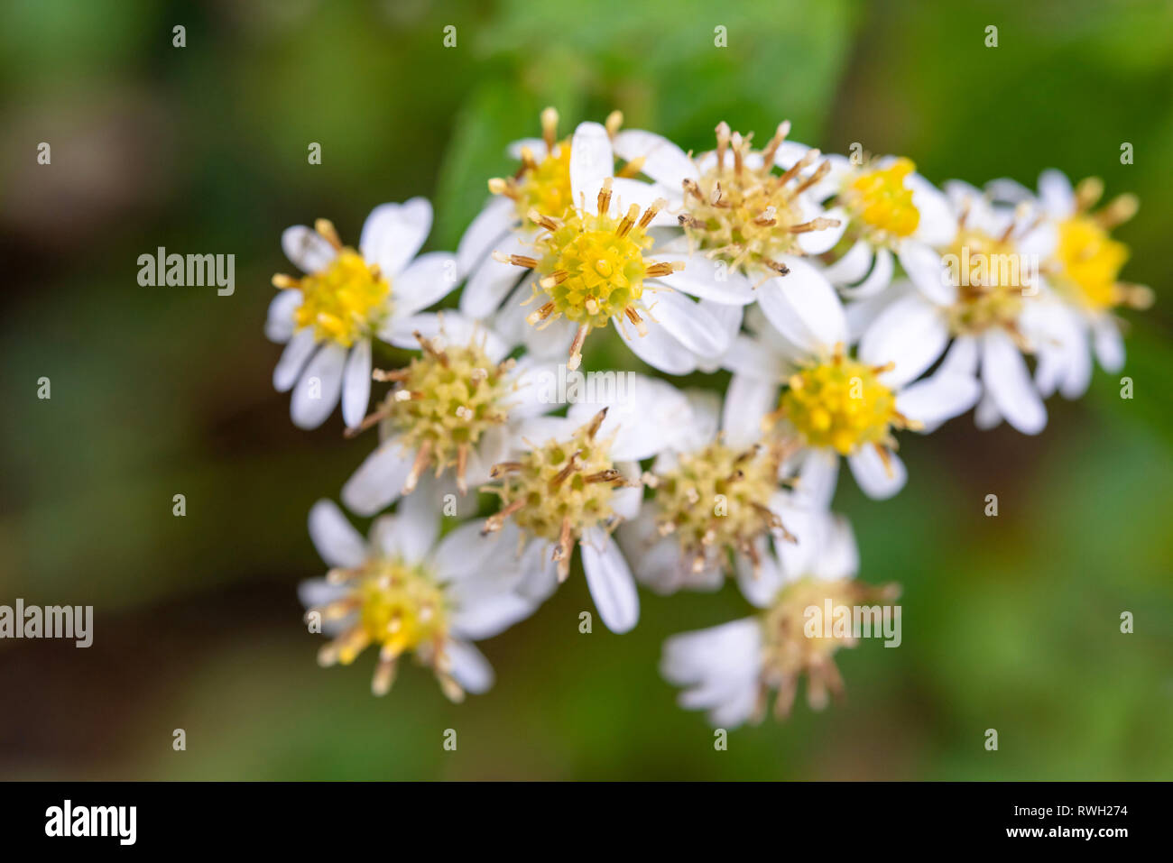 Vector chamomile bloom pattern hi-res stock photography and images - Alamy