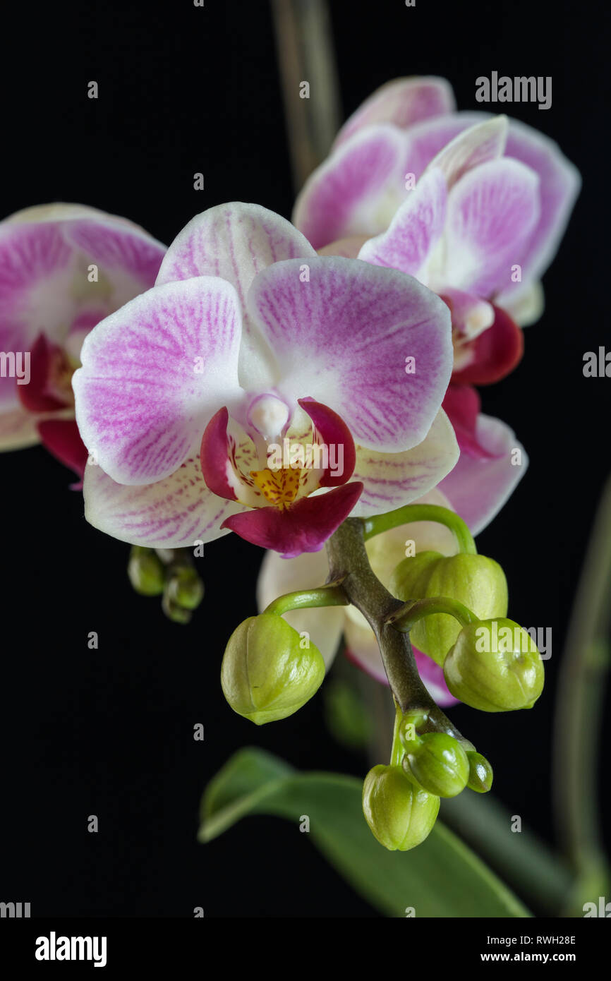 Pink and white orchid Stock Photo Alamy