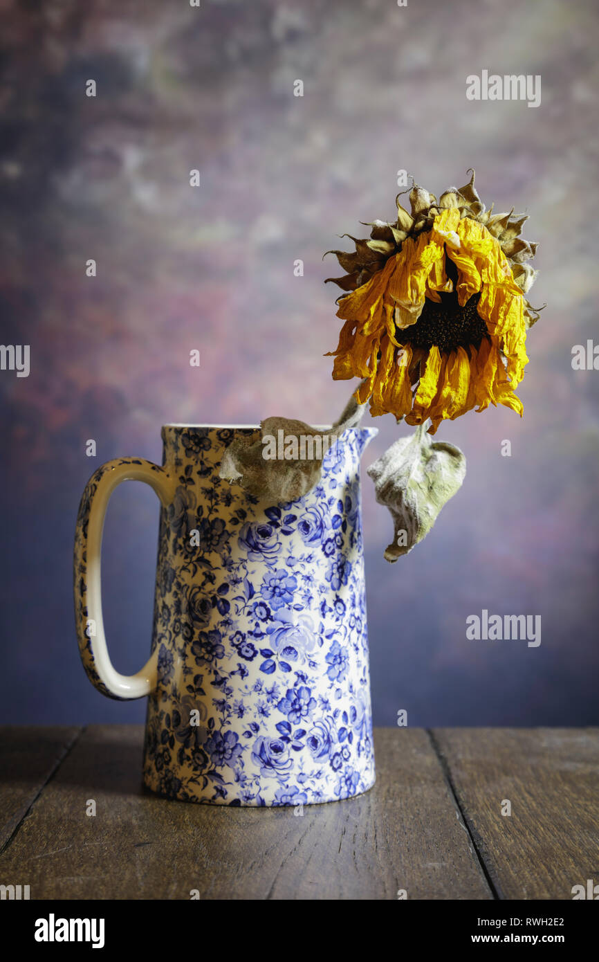 Dead sunflower head in an ornate  blue and white painted jug against a textured background. with a wooden floor Stock Photo