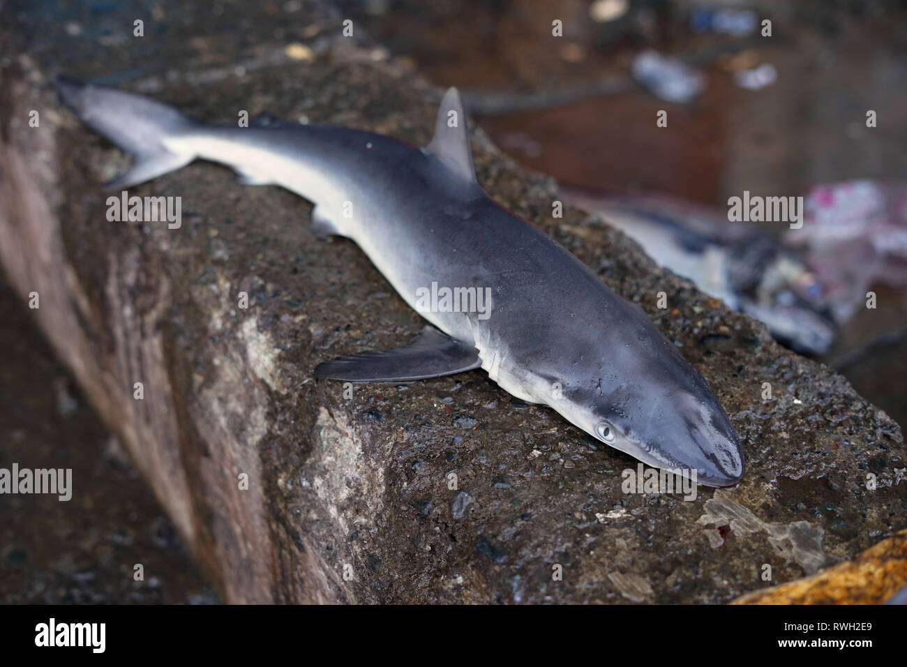 Baby Sharks for sale in Traditional Seafood market Stock Photo