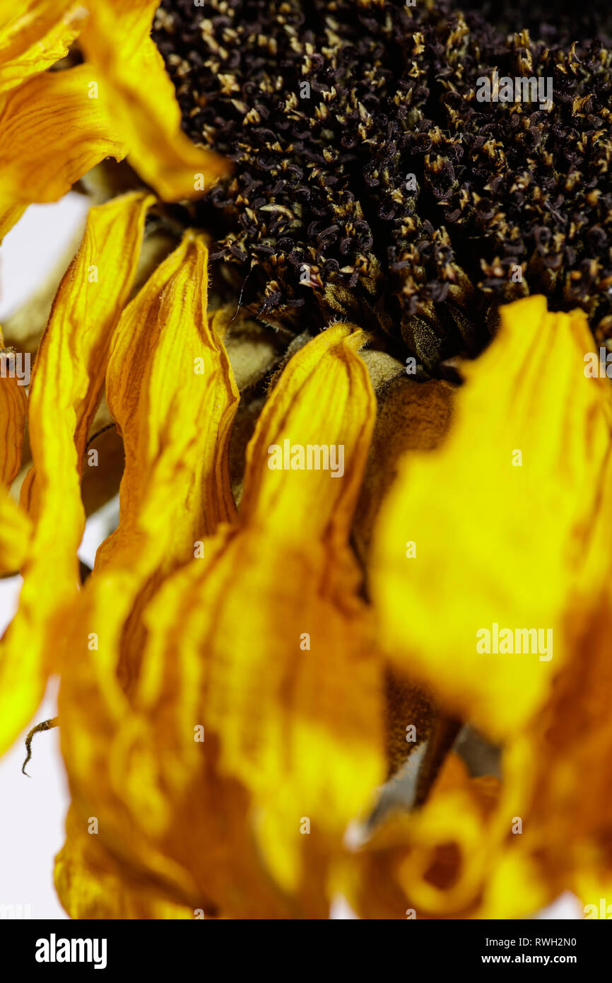 Sunflower head dying hires stock photography and images Alamy